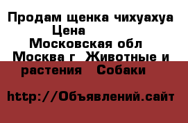 Продам щенка чихуахуа › Цена ­ 12 000 - Московская обл., Москва г. Животные и растения » Собаки   